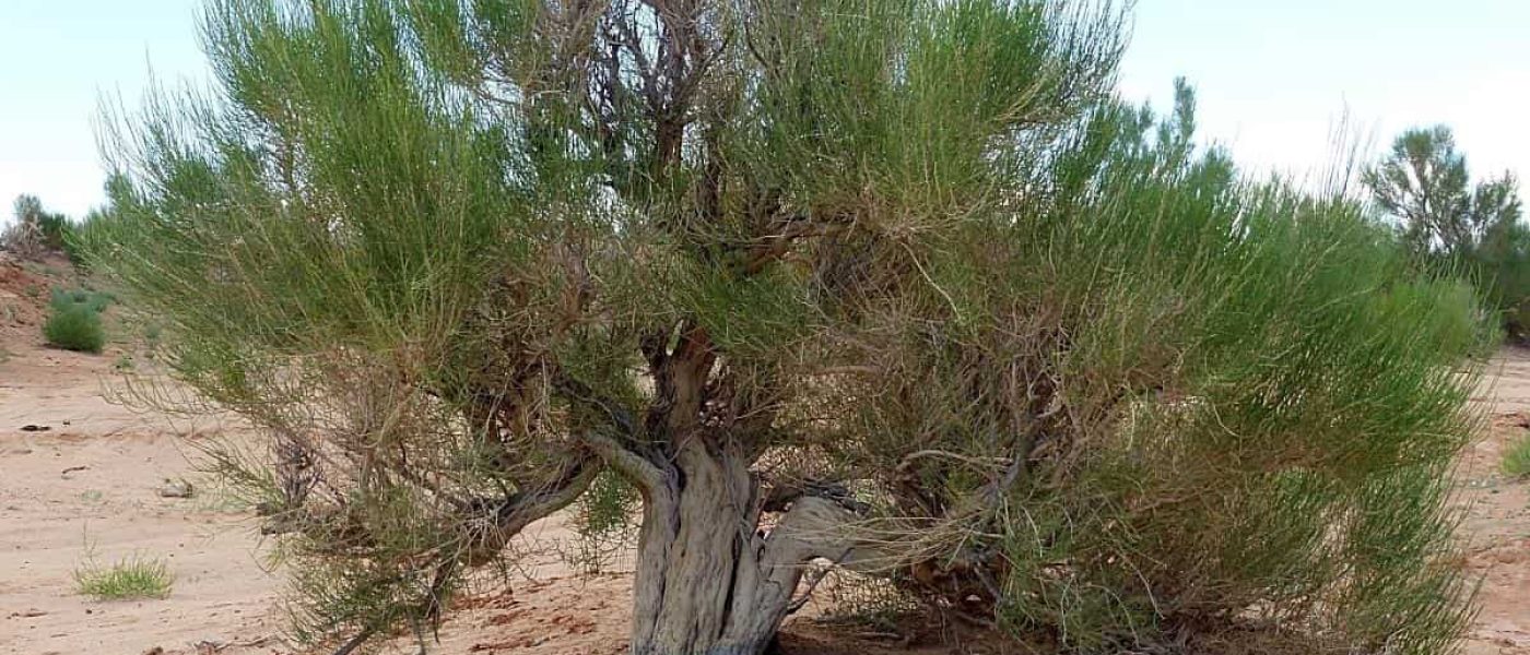 Saxaul tree