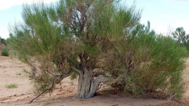Saxaul tree