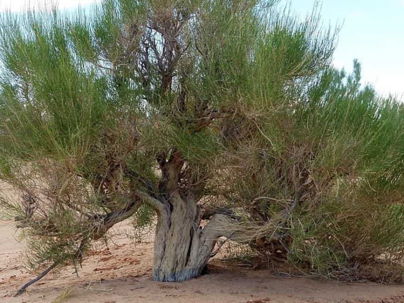 Saxaul tree
